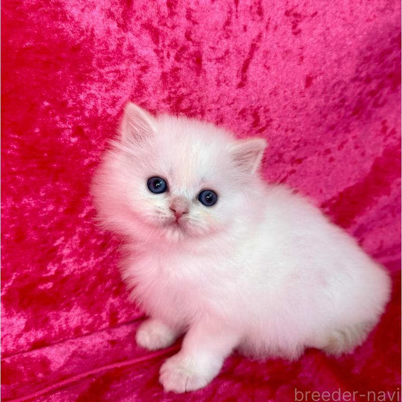 販売中の千葉県のサイベリアン-136225の5枚目