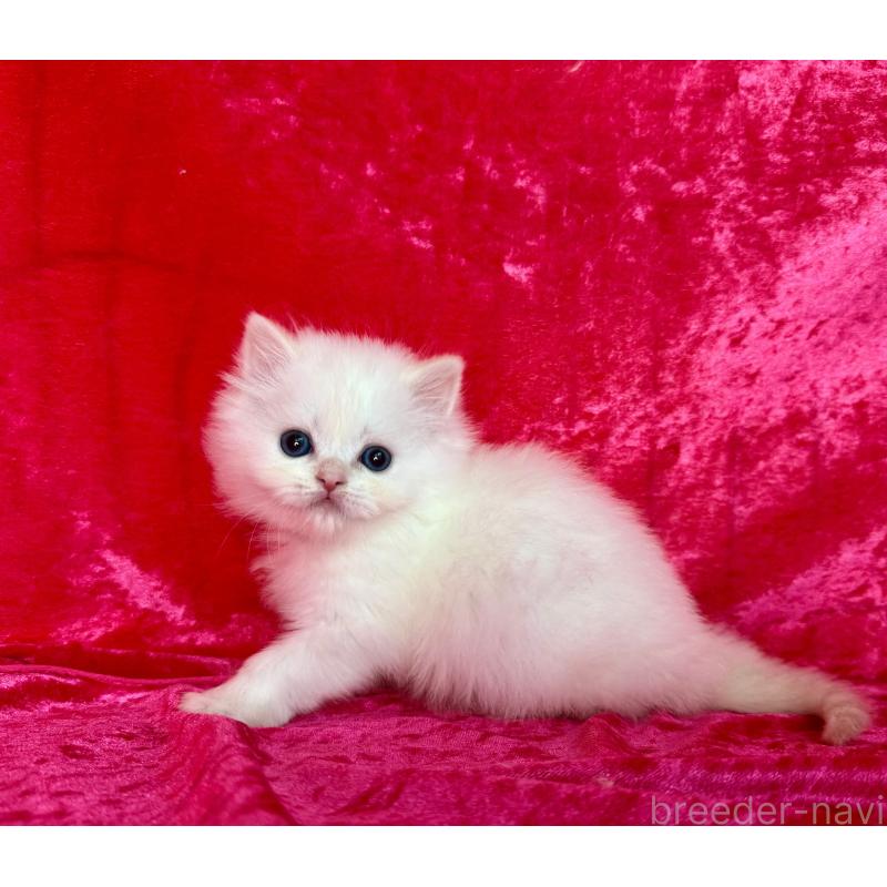 販売中の千葉県のサイベリアン-136225の4枚目