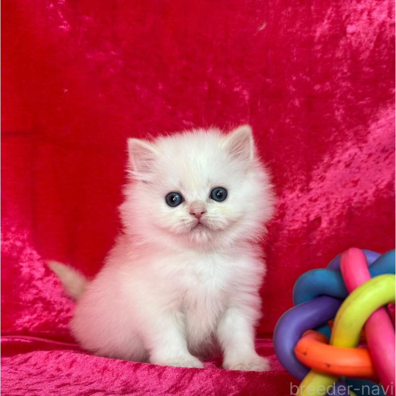 販売中の千葉県のサイベリアン-136225の2枚目