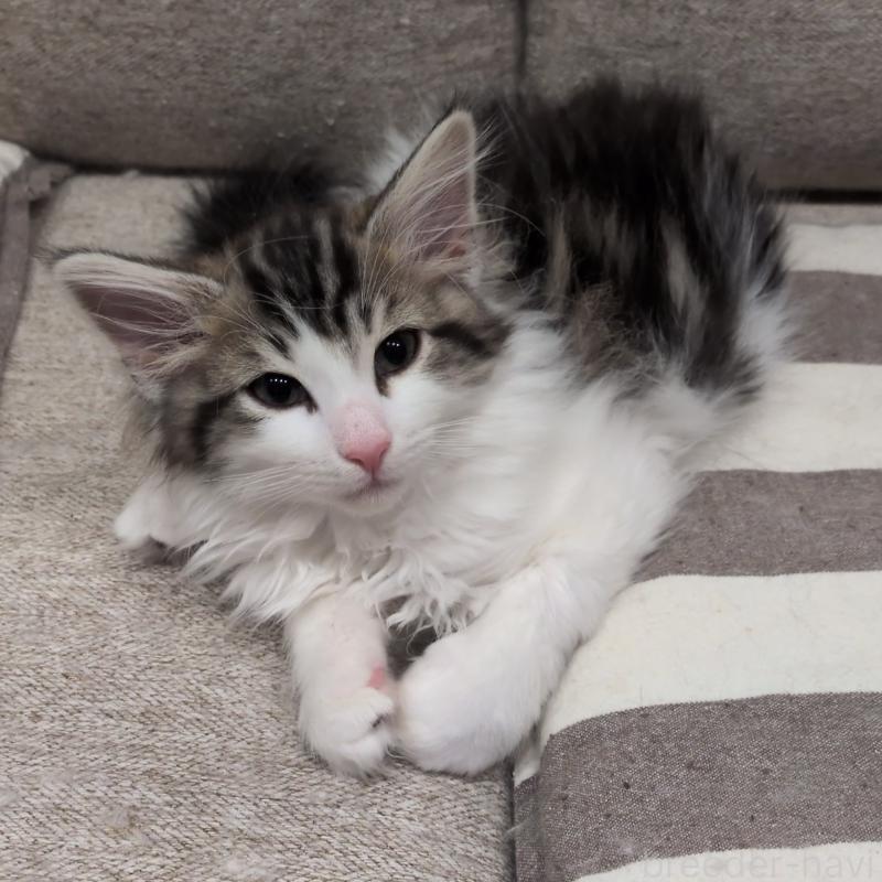 販売中ののノルウェージャンフォレストキャット-134169