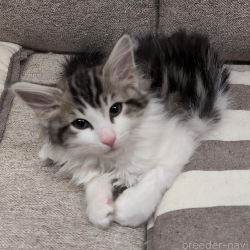 販売中の埼玉県のノルウェージャンフォレストキャット-134169の2枚目