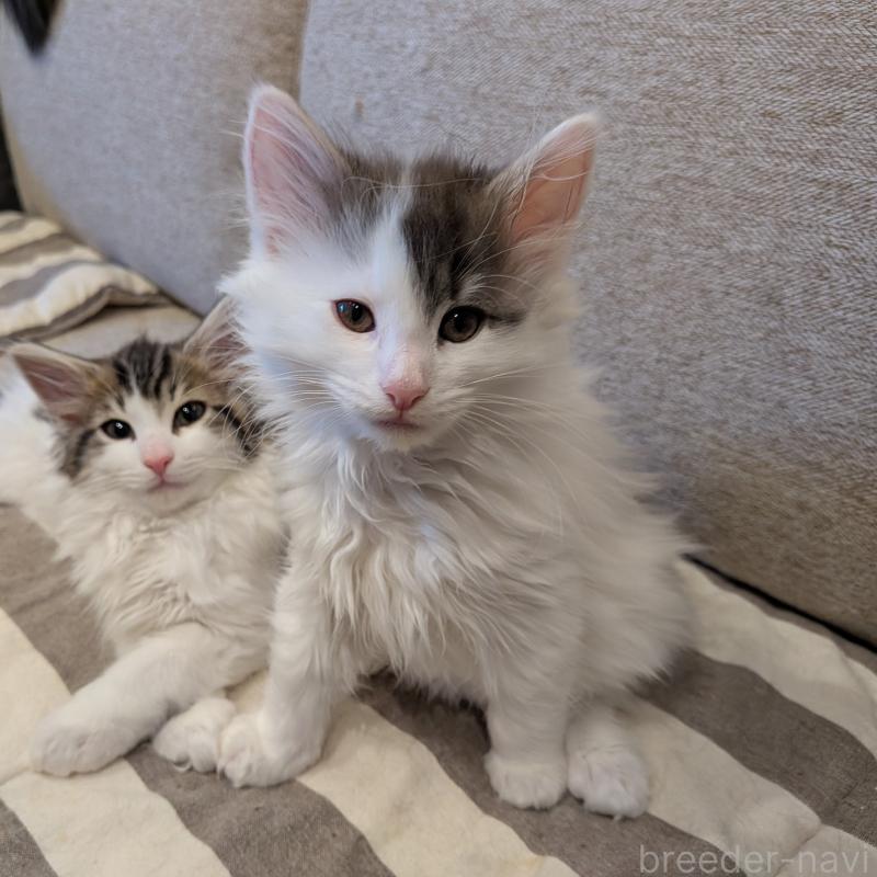 販売中の埼玉県のノルウェージャンフォレストキャット-134157の2枚目