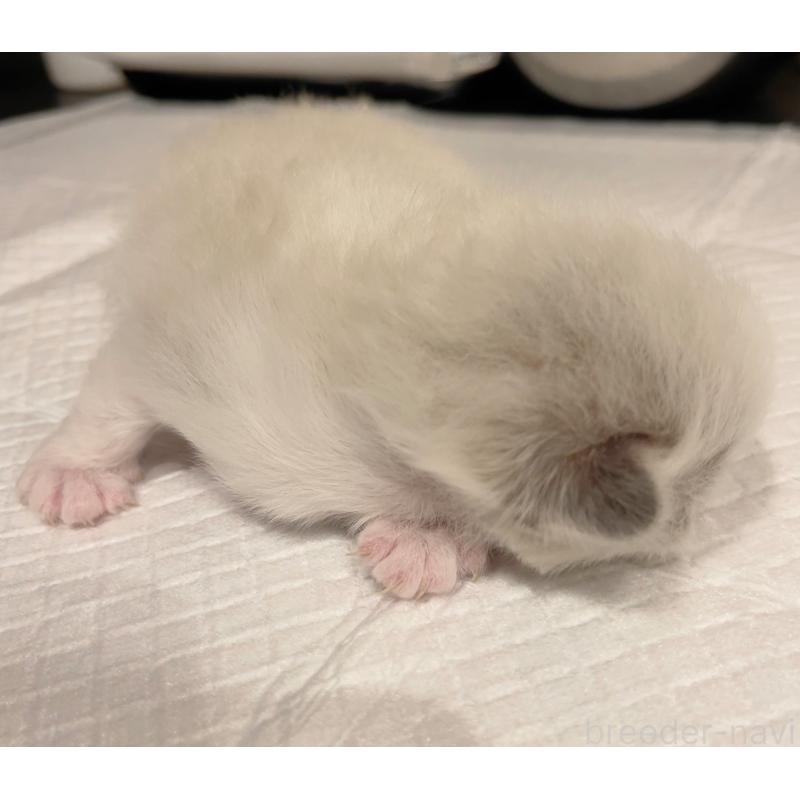 販売中の東京都のラグドール-136104の4枚目