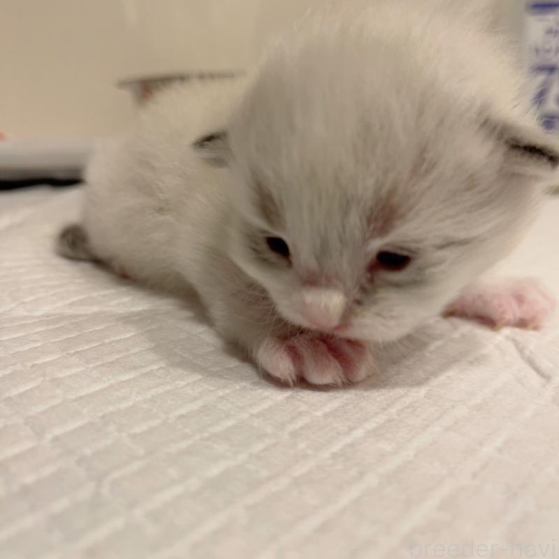 販売中の東京都のラグドール-136104の3枚目