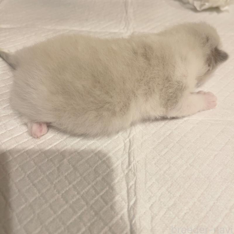 販売中の東京都のラグドール-136104の2枚目