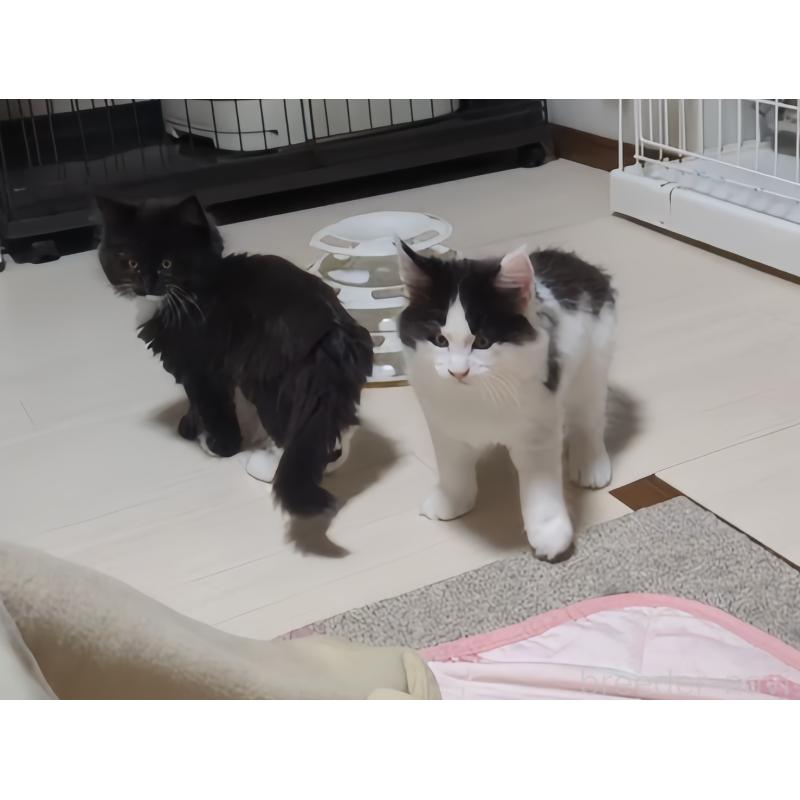 販売中の愛媛県のメインクーン-134578の6枚目