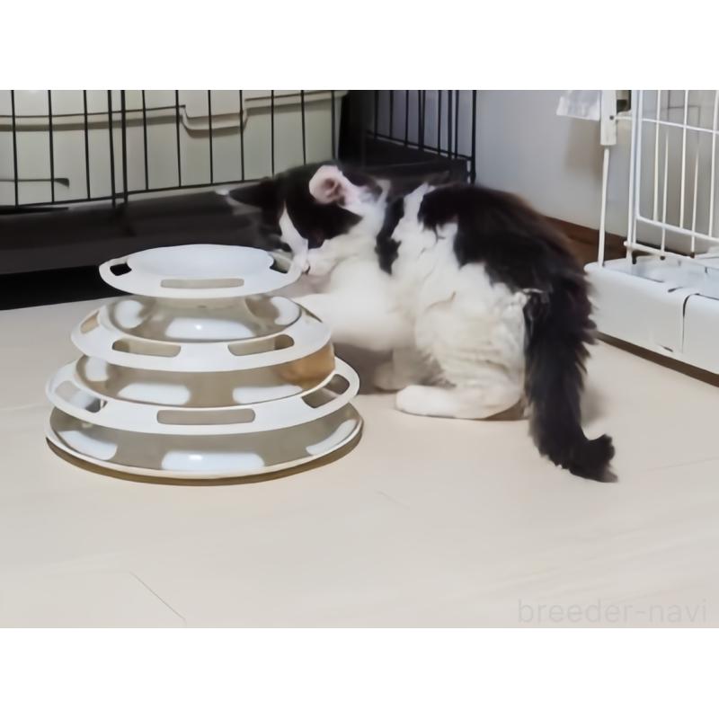 販売中の愛媛県のメインクーン-134578の5枚目