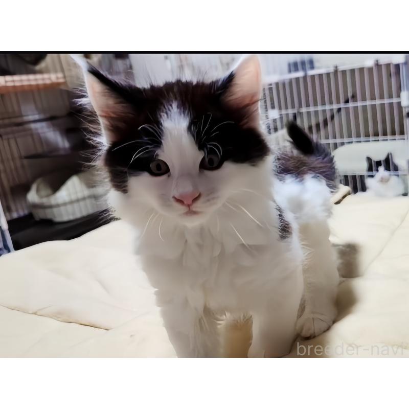 販売中の愛媛県のメインクーン-134578の4枚目