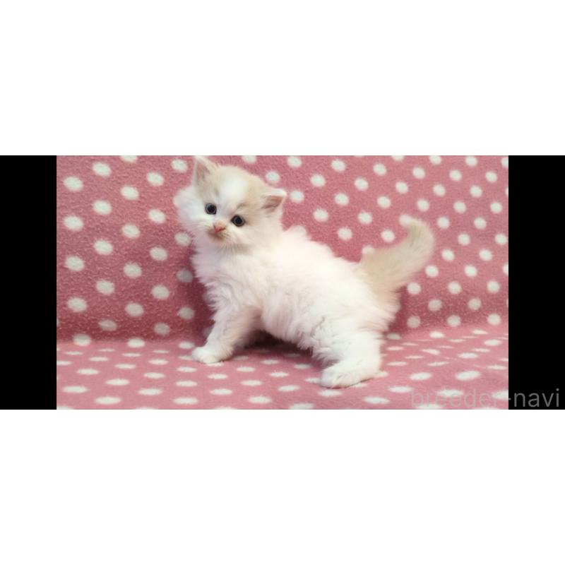 販売中の愛知県のスコティッシュフォールド-136105の4枚目