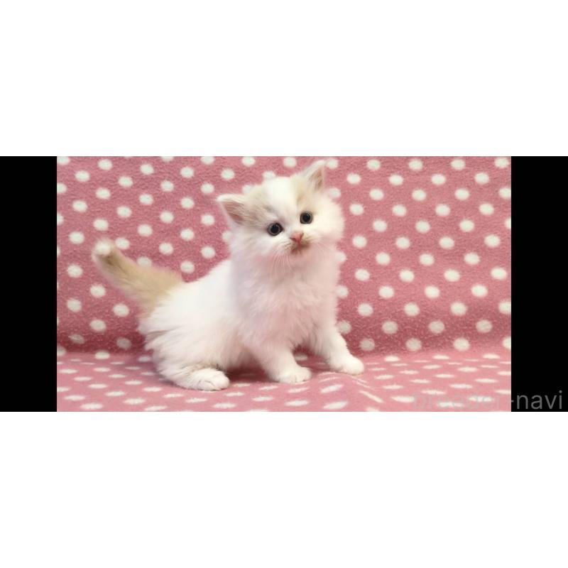 販売中の愛知県のスコティッシュフォールド-136105の3枚目