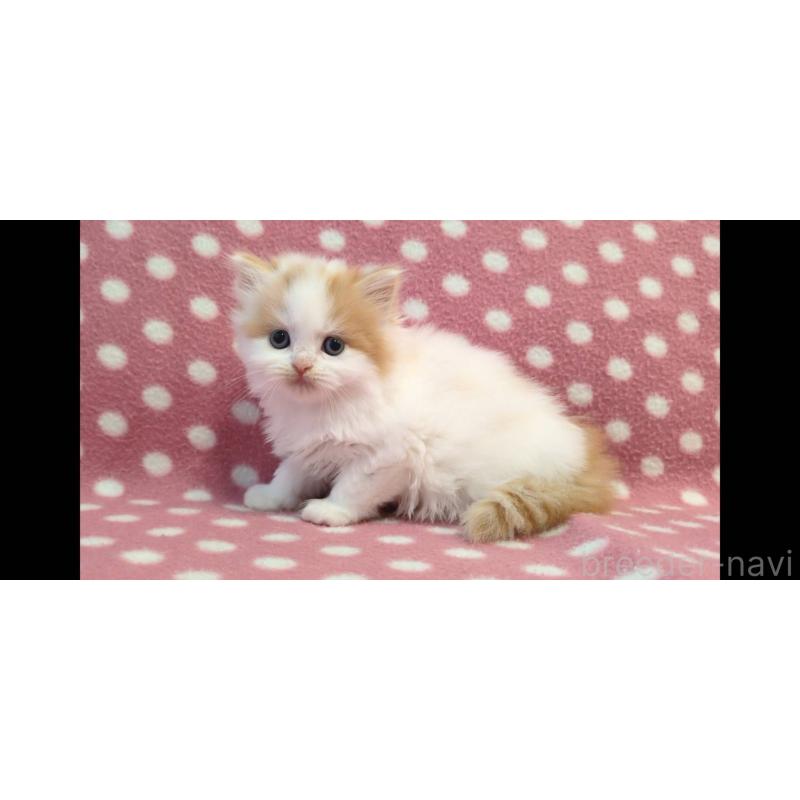 販売中の愛知県のスコティッシュフォールド-136106の4枚目