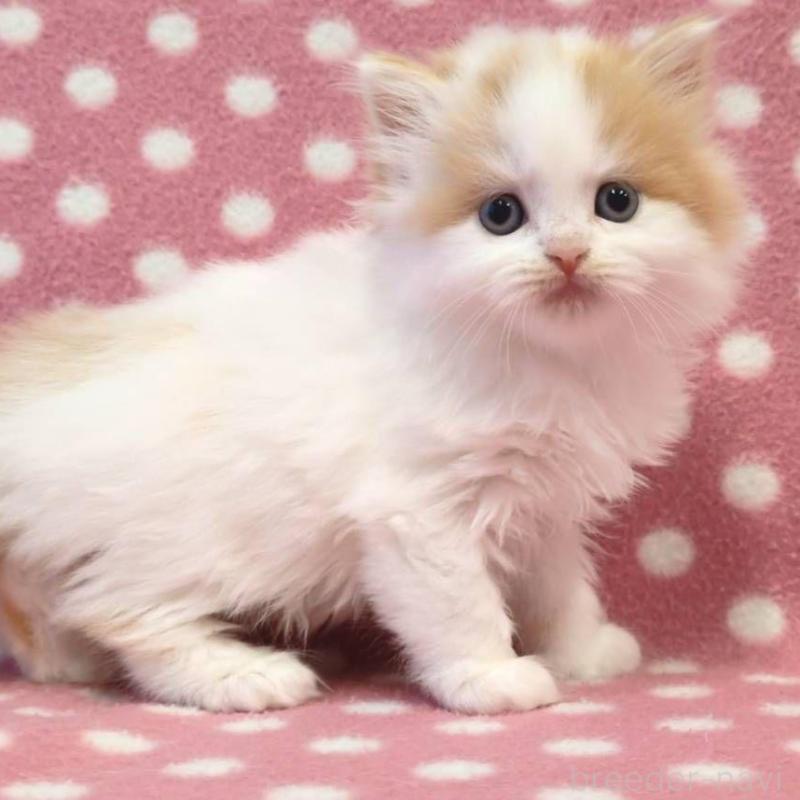 販売中の愛知県のスコティッシュフォールド-136106