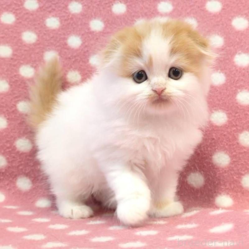 販売中の愛知県のスコティッシュフォールド(折れ耳)-136107