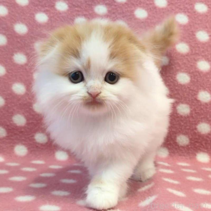 販売中の愛知県のスコティッシュフォールド(折れ耳)-136107の2枚目