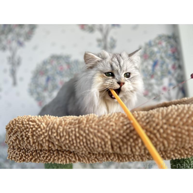 販売中の長野県のミヌエット-134286の5枚目