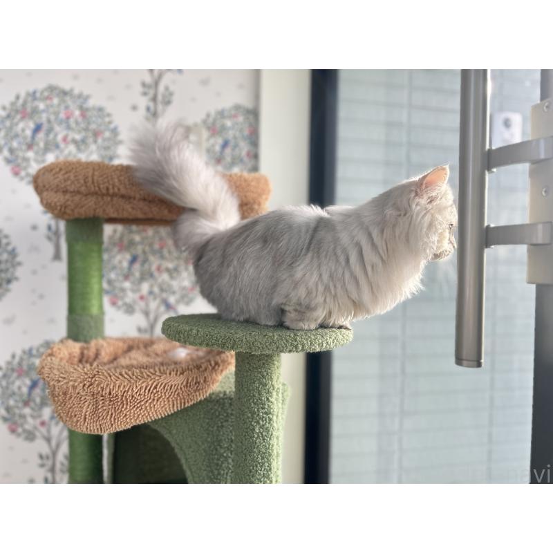 販売中の長野県のミヌエット-134286の3枚目