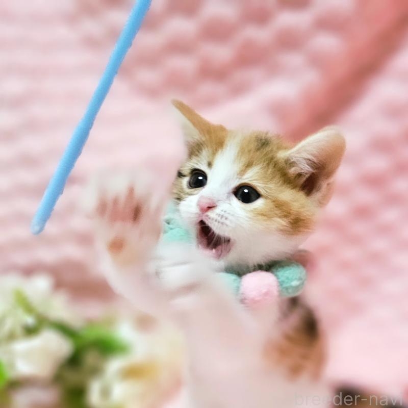 販売中の茨城県のミヌエット-136226の19枚目