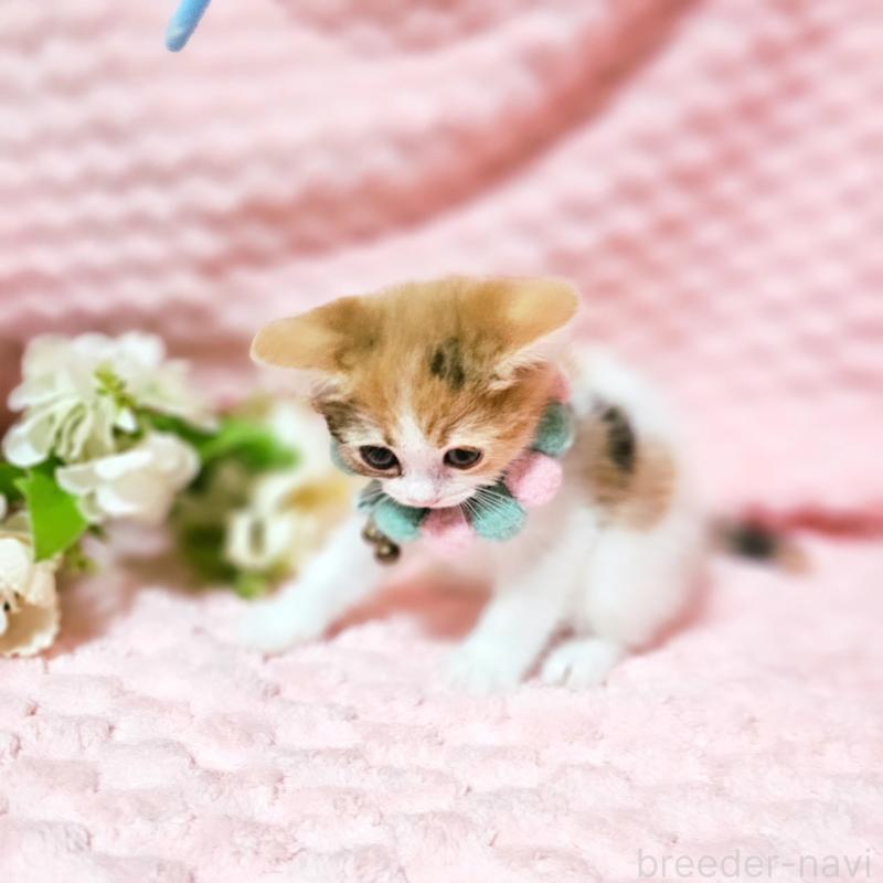 販売中の茨城県のミヌエット-136226の17枚目