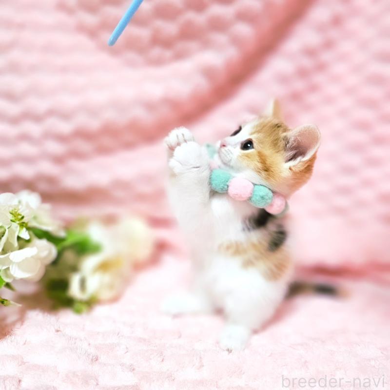 販売中の茨城県のミヌエット-136226の16枚目