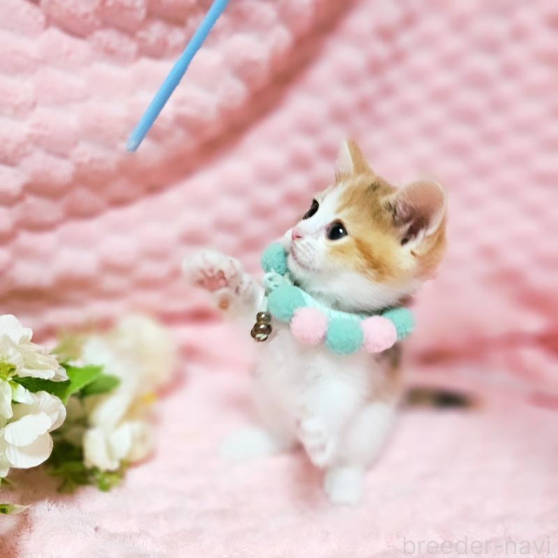 販売中の茨城県のミヌエット-136226の14枚目