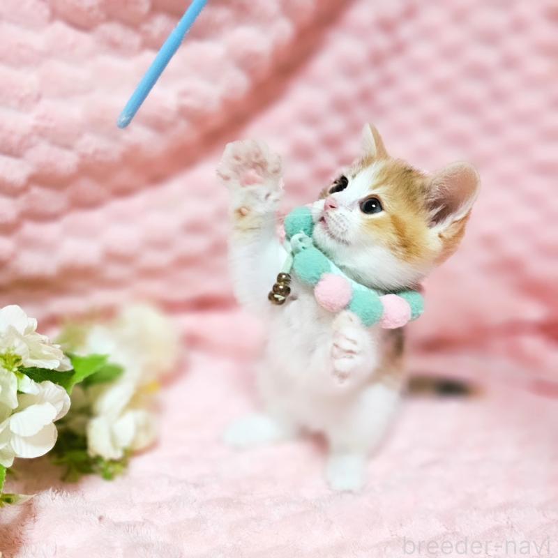 販売中の茨城県のミヌエット-136226の13枚目