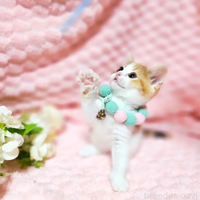 販売中の茨城県のミヌエット-136226の10枚目