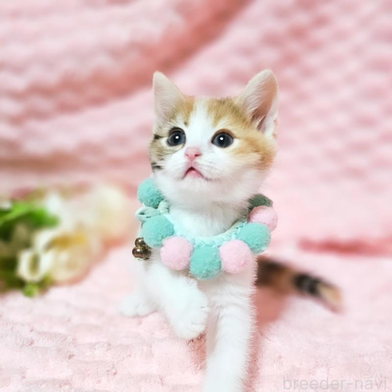 販売中の茨城県のミヌエット-136226の9枚目