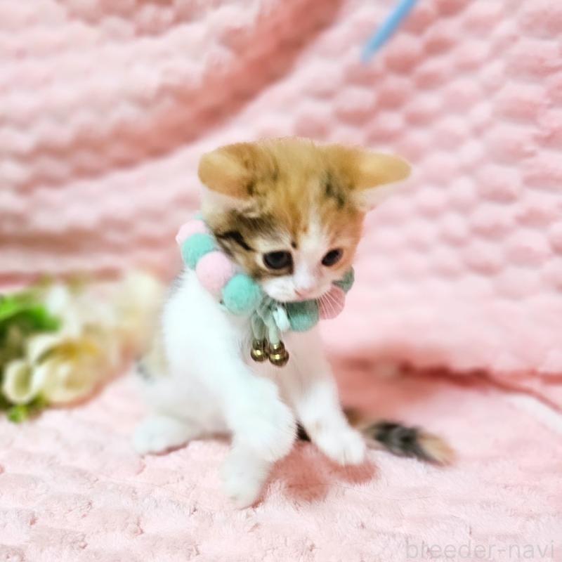 販売中の茨城県のミヌエット-136226の7枚目