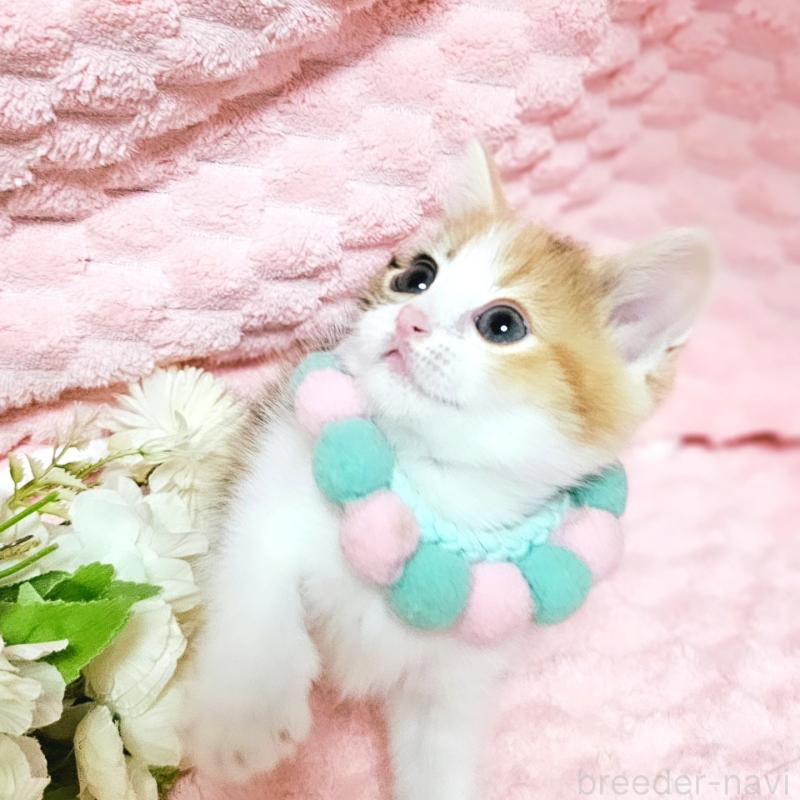 販売中の茨城県のミヌエット-136226の6枚目