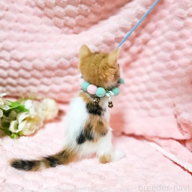 販売中の茨城県のミヌエット-136226の5枚目