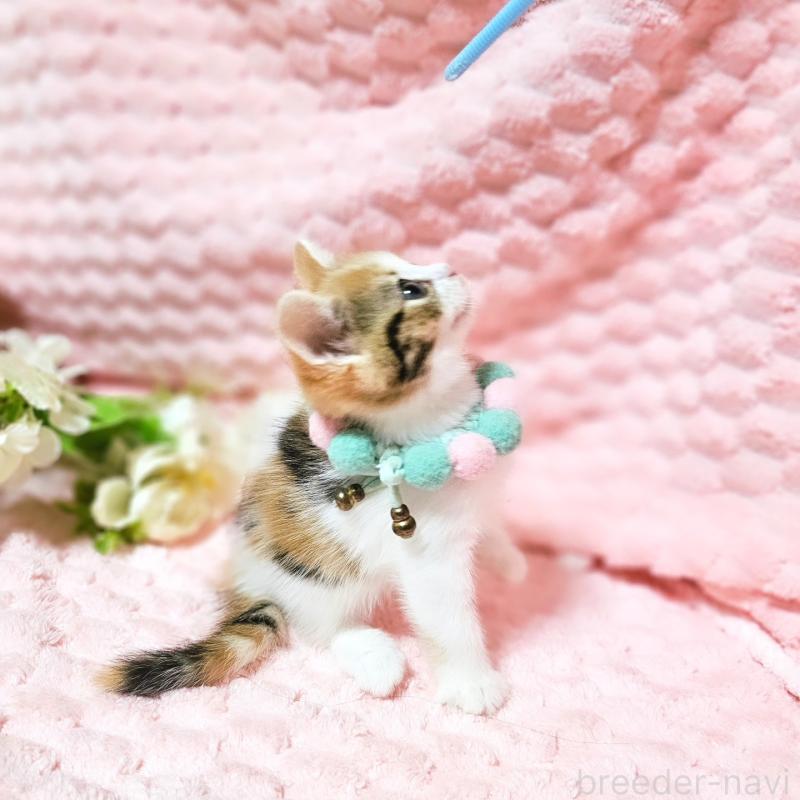 販売中の茨城県のミヌエット-136226の4枚目