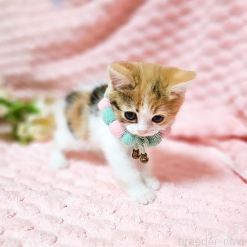 販売中の茨城県のミヌエット-136226の3枚目