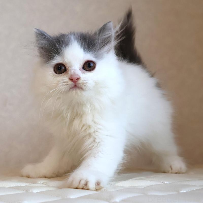 販売中の静岡県のブリティッシュロングヘア-133527