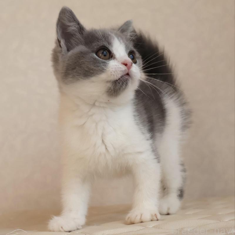 販売中の静岡県のブリティッシュショートヘア-133526の24枚目