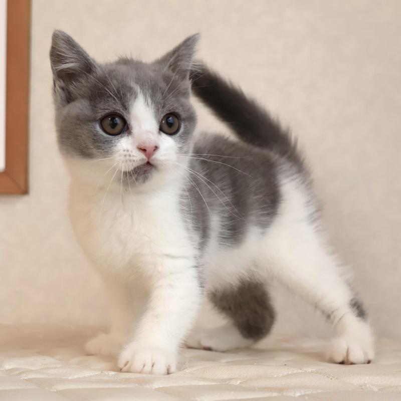 販売中の静岡県のブリティッシュショートヘア-133526