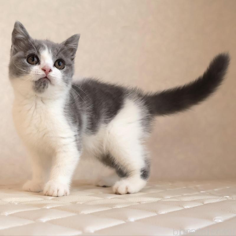 販売中の静岡県のブリティッシュショートヘア-133526の22枚目