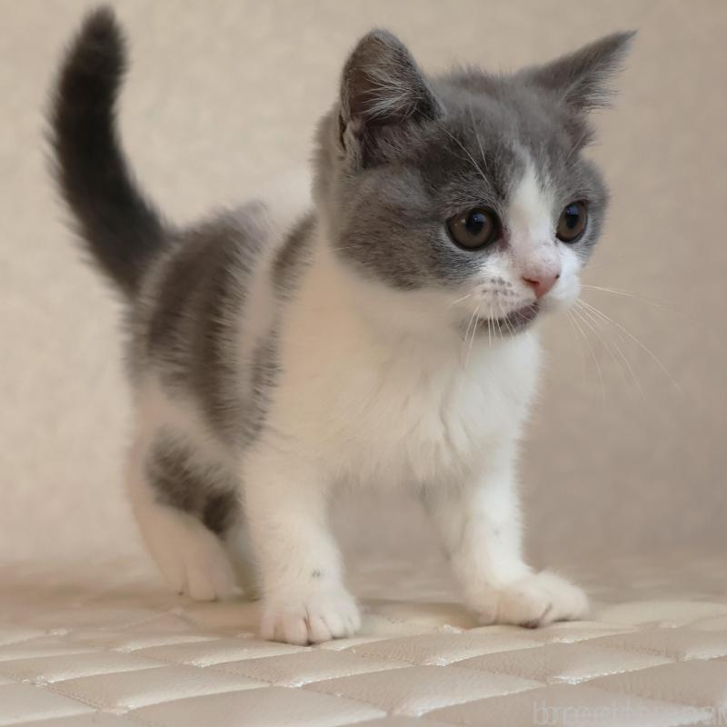 販売中の静岡県のブリティッシュショートヘア-133526の21枚目