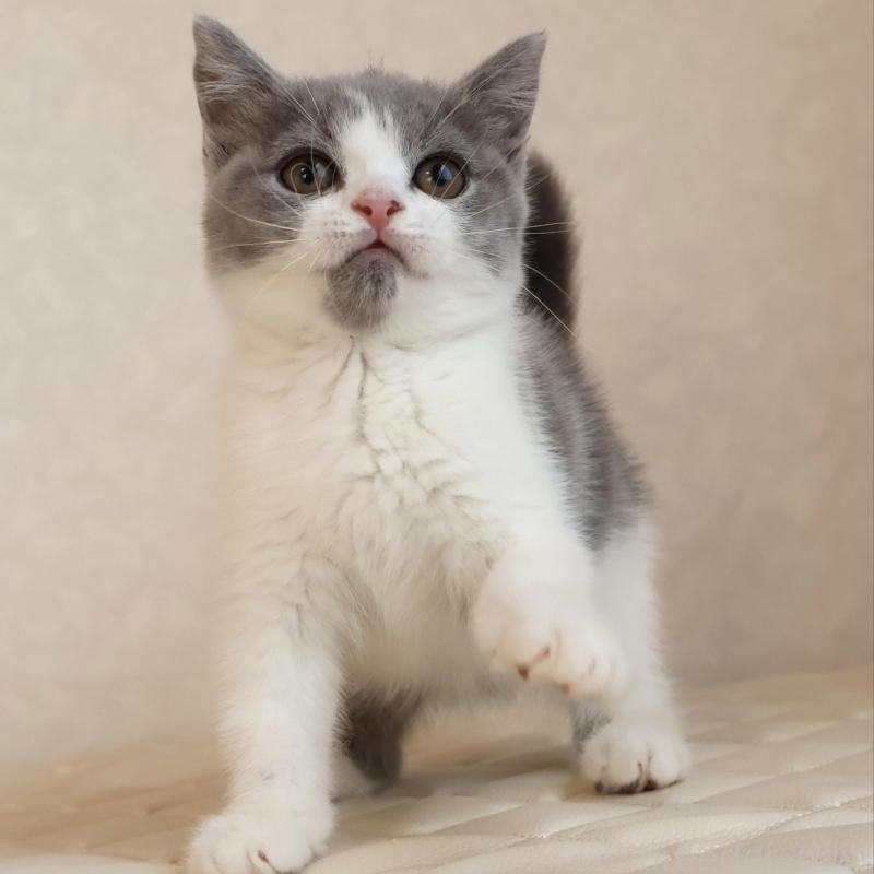 販売中の静岡県のブリティッシュショートヘア-133526の20枚目