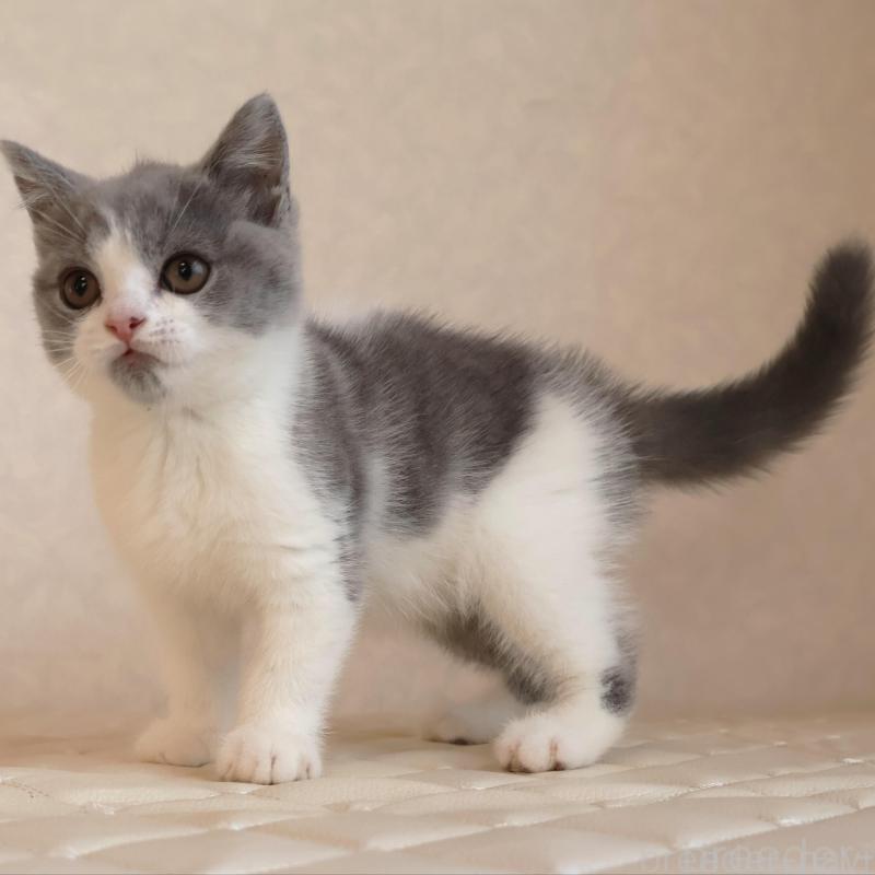 販売中の静岡県のブリティッシュショートヘア-133526の19枚目