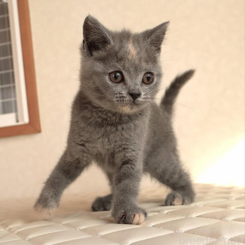 販売中の静岡県のブリティッシュショートヘア-133528の25枚目