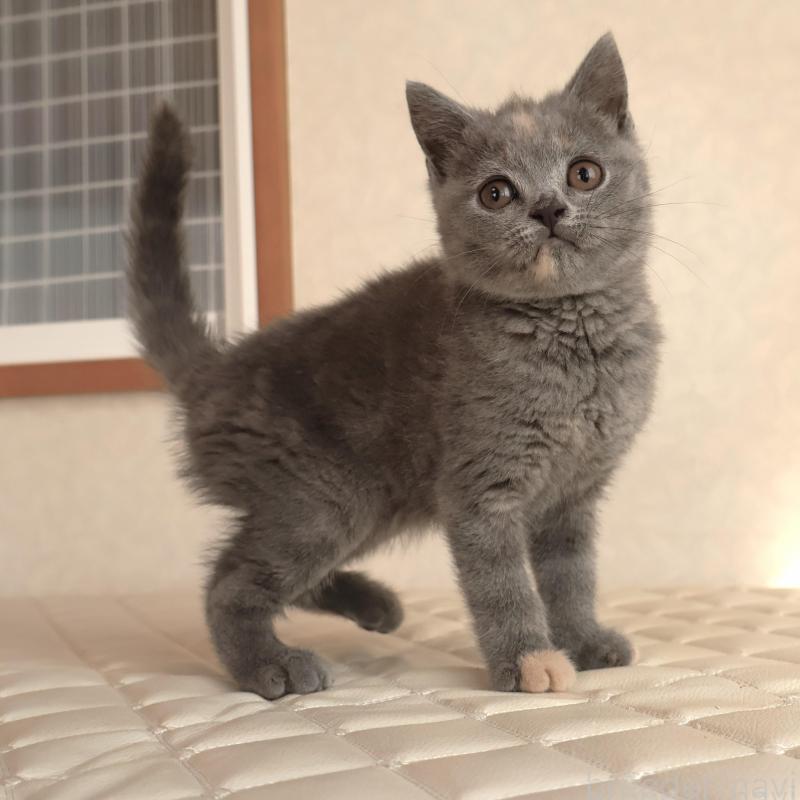 販売中の静岡県のブリティッシュショートヘア-133528の24枚目