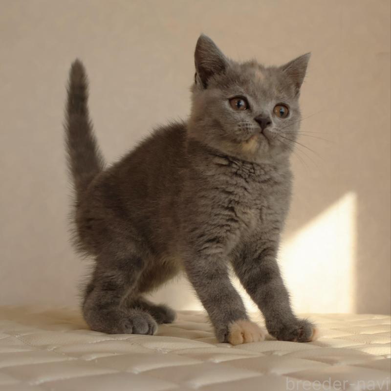 販売中の静岡県のブリティッシュショートヘア-133528の23枚目