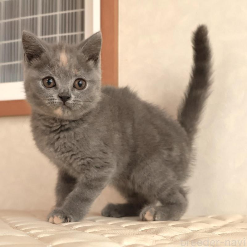 販売中の静岡県のブリティッシュショートヘア-133528