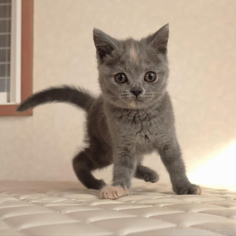 販売中の静岡県のブリティッシュショートヘア-133528の21枚目