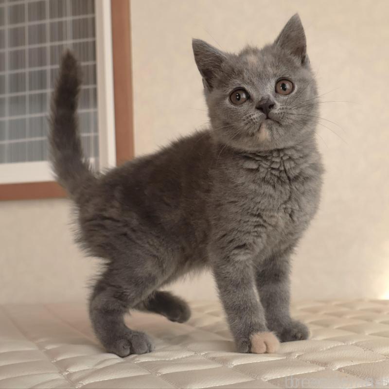 販売中の静岡県のブリティッシュショートヘア-133528の20枚目