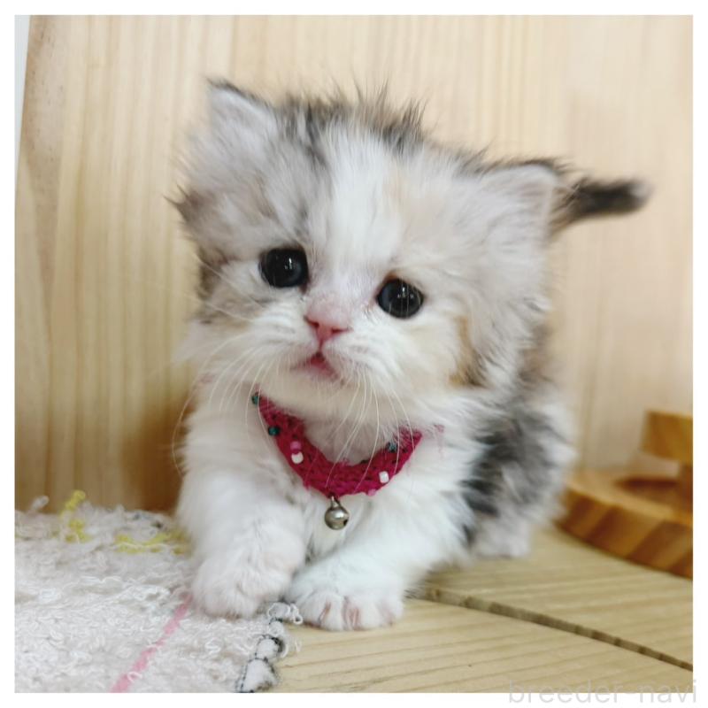 販売中の長野県のミヌエット(短足)-136229の1枚目