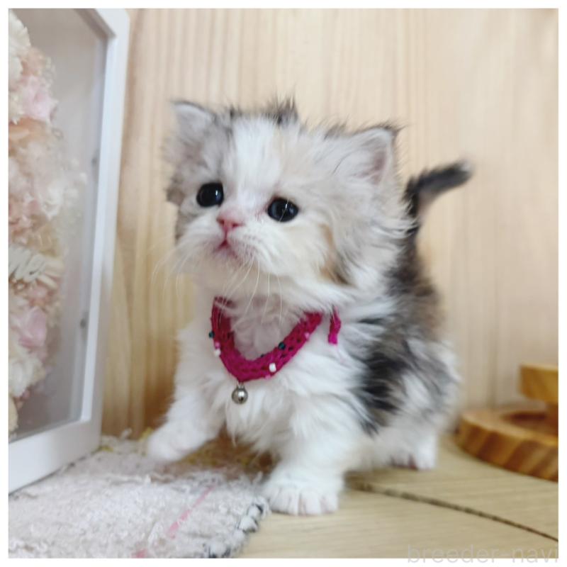 販売中の長野県のミヌエット(短足)-136229の12枚目