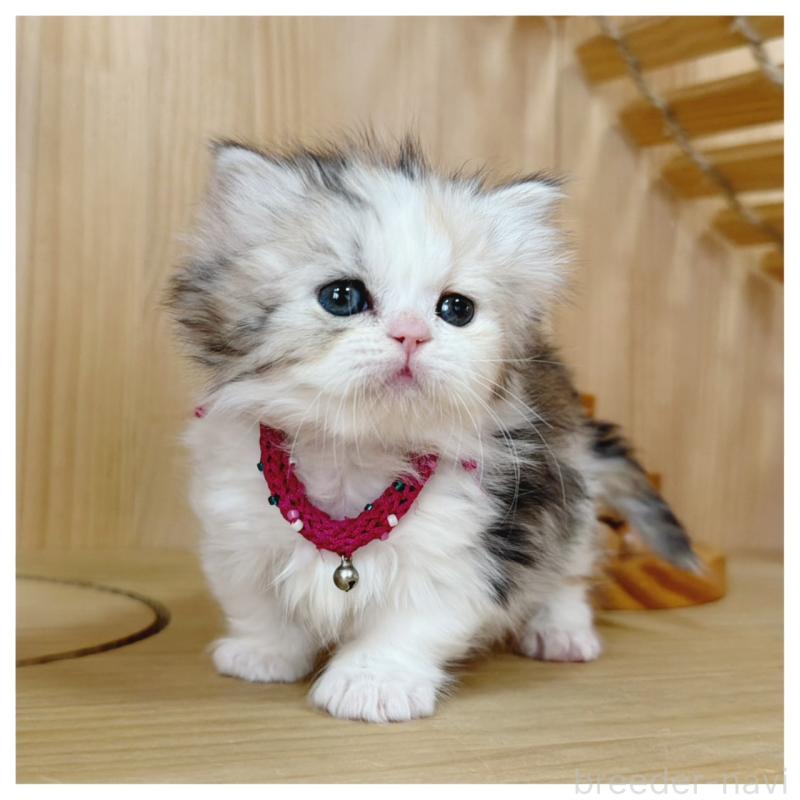 販売中の長野県のミヌエット(短足)-136229の11枚目