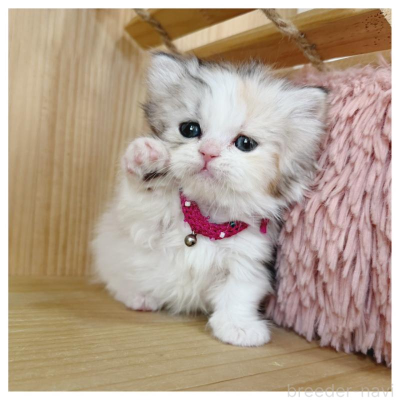 販売中の長野県のミヌエット(短足)-136229の10枚目