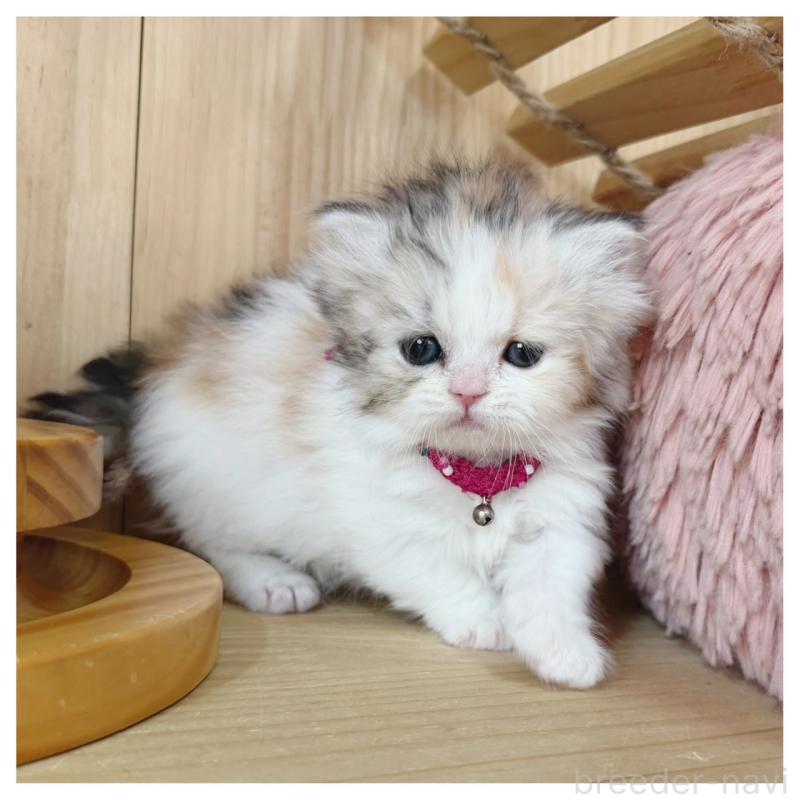 販売中の長野県のミヌエット(短足)-136229の9枚目